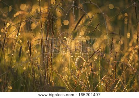 Gilded meadow herbs in evening light setting the sun