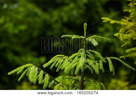 The vegetation of coniferous forests and alpine meadows