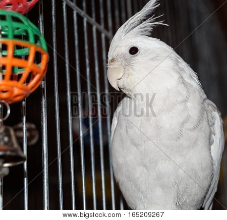 handsome parrot Corelli staring at a toy