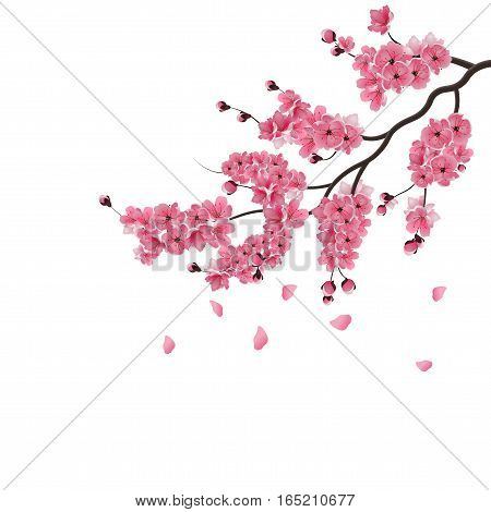 Japanese sakura. Lush the branch of dark pink sakura blossom. Isolated on white background. Vector illustration