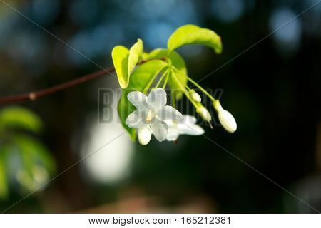 Close up Beautiful flowers Mok in morning light