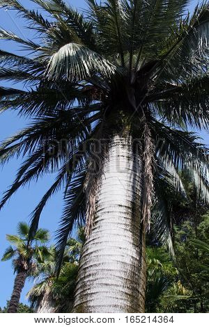 Jubaea chilensis (ivory palm) in Park 