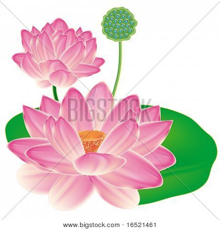 realistische orientalischen Lotus eine Blume, isoliert mit einem Blatt, eine vollständige geblasen-Knospe und Obst-Box.
