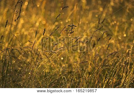 The tending meadow herbs after a rain at sunset