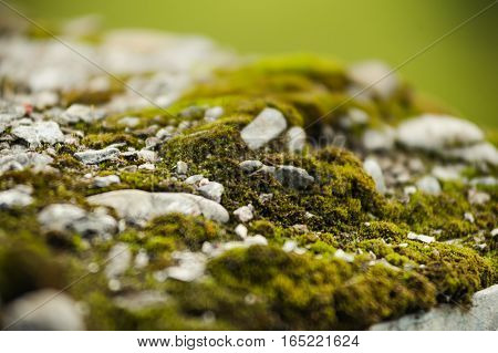 Mosses are small flowerless plants that typically grow in dense green clumps or mats