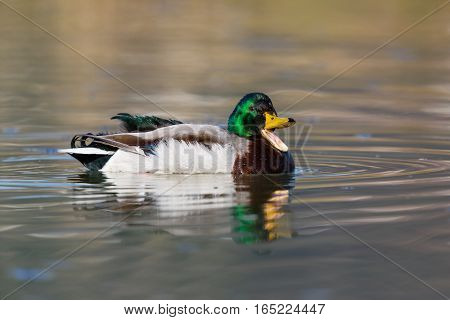 portrait of natural swimming male mallard duck (Anas platyrhynchos)