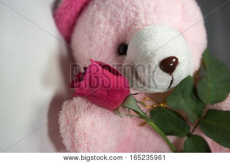 Red roses are the symbol of love.on celebrety