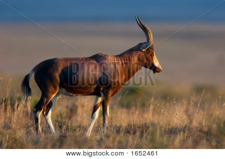 Blesbok Antelope