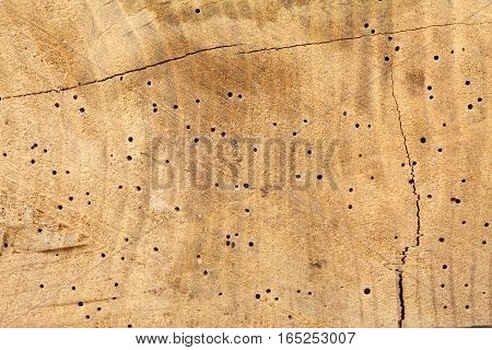Cut old tree trunk with holes from woodworm. Light brown wooden background in rustic style.