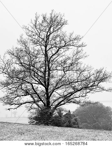 Oak treesnow and sky with clouds in winter