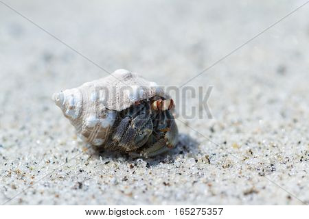 Tropical Hermit Crab