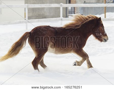 red shaggy pony standing on the snow in a paddock near the white wooden fence