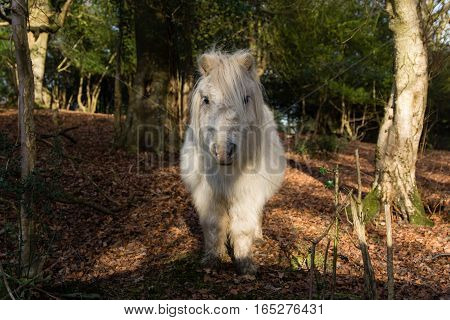 White New Forest pony in woodland, head on. Wild horse roaming freely in National Park in south of England UK