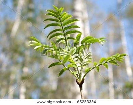 Single tree branch with green leaves sloseup