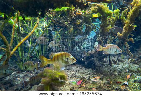 A school of Bluegill swim in their shallow-freshwater home among water lillys at Alesander Springs in central Florida.