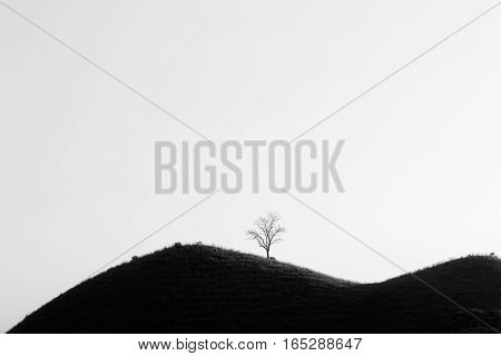 Lone Tree without leaves on a hill. Black and white