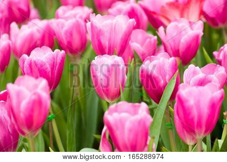 Tulip. Beautiful Bouquet Of Tulips. Colorful Tulips.
