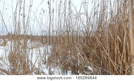 dry grass marsh winter reed beautiful landscape nature
