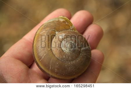 Big snail lying on his hand. Close molluscs