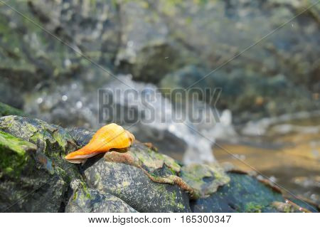 Gastropods put on the rocks at the seaside.