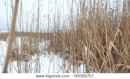 dry grass marsh winter reed beautiful landscape nature
