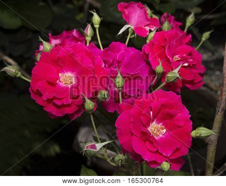 Colorful Flower From Pink Roses with Green Buds