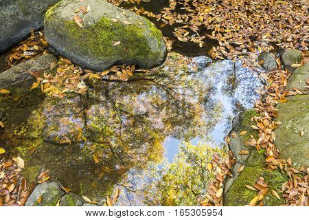 Puddle and autumn leaves reflection with fallen leaves