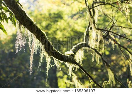 Sunlight hitting green lichens entangled in trees