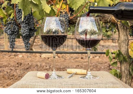 Photo of red wine poured into glass from bottle on blurred background of a vineyard right before harvest, with hanging branches of grapes. With cork and vintage corkscrew