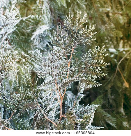 White cedar background. Closeup of white cedar brunch covered with hoar frost. Green leaf texture. Tiny green leaves background. Evergreen thuja tree with fresh snow. Winter natural background.