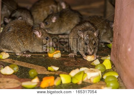 Feeding rats in Karni Mata temple in India