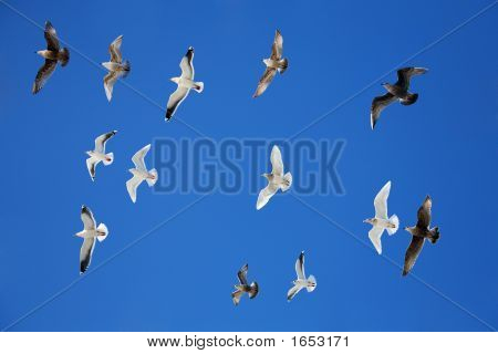 Mouette