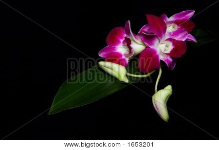  Orchidea nel buio