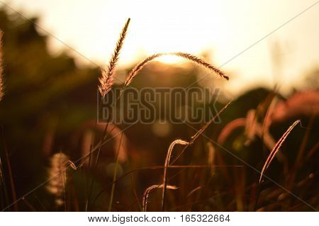 fountain grass field with sunset in evening