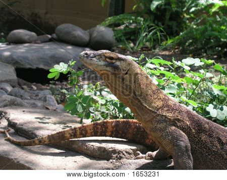 Drache