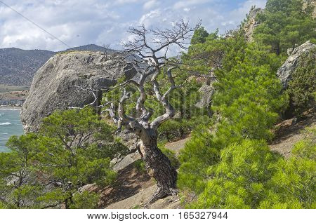 Dried relict pine in the forest on the mountainside. Crimea September.