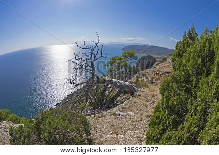 Dead relict pine on the background of the sea. Fish Eye lens view. Crimea; September.