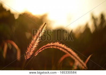 close up fountain grass with sunset light