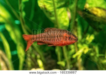 Portrait of freshwater barb fish (Puntius titteya) in aquarium