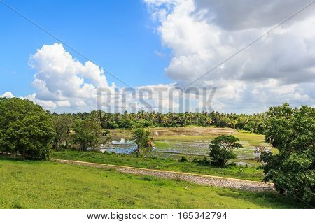 Close-up photograph of paddy fields with crops of rice in Sri Lanka
