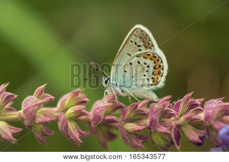 The silver-studded blue or Plebejus argus is a butterfly in the family Lycaenidae