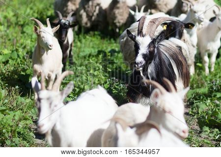 White and black goats are on a grass