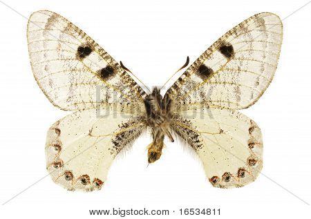 Archon Apollinus