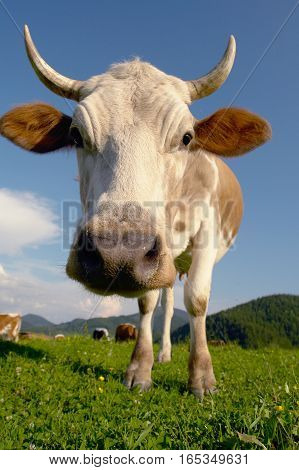 big cow on a  background blue sky