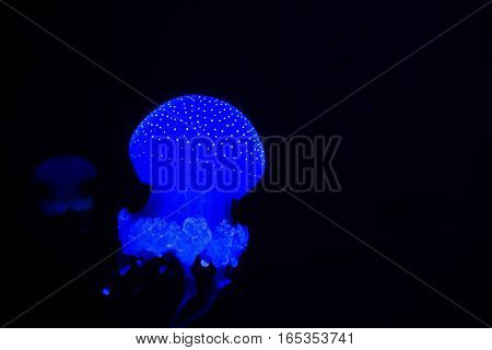 A glowing blue spotted jellyfish swims through dark water giving off blue light against the black background. Its light colours bubbles around it blue. Another jellyfish is in the distance.