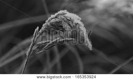 The detail of meadow grass. Black and white photo. The piece of plant.