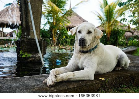 A golden labrador retriever lies down next to a pond with its paws outstretched