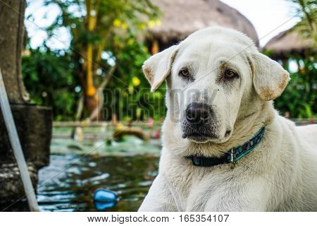 A closeup of a golden labrador retriever looking away from the camera next to a pond