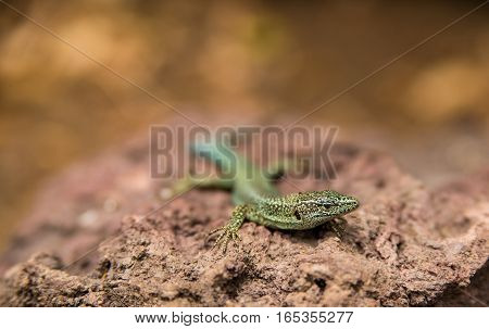 Isolated closeup of green rock lizard at sea