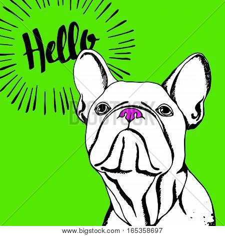 bulldog dog animal french vector illustration pet breed cute drawing puppy